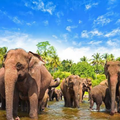 Wildlife