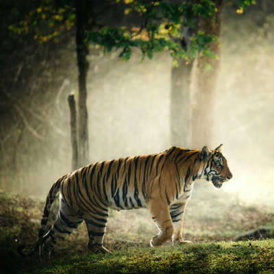 Golden Triangle with Tiger Tour