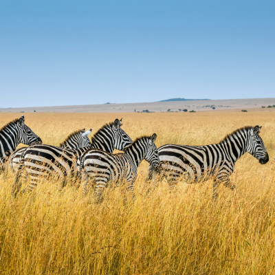 Wildlife Tour